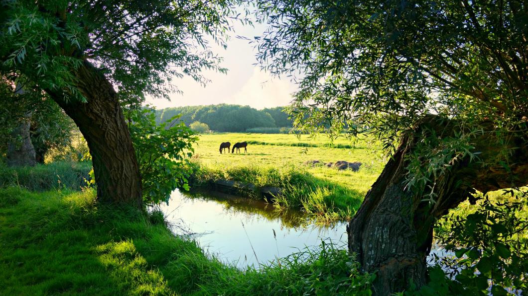 Biodiversiteit_ Foto door Mabel Amber via Pexels