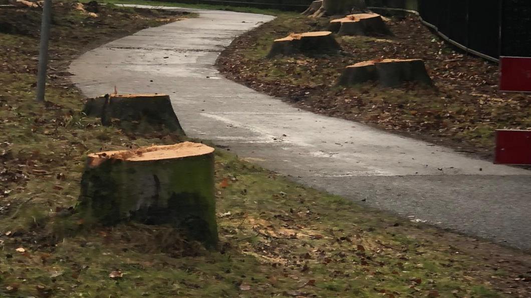 Gekapte bomen bij Diepenveen