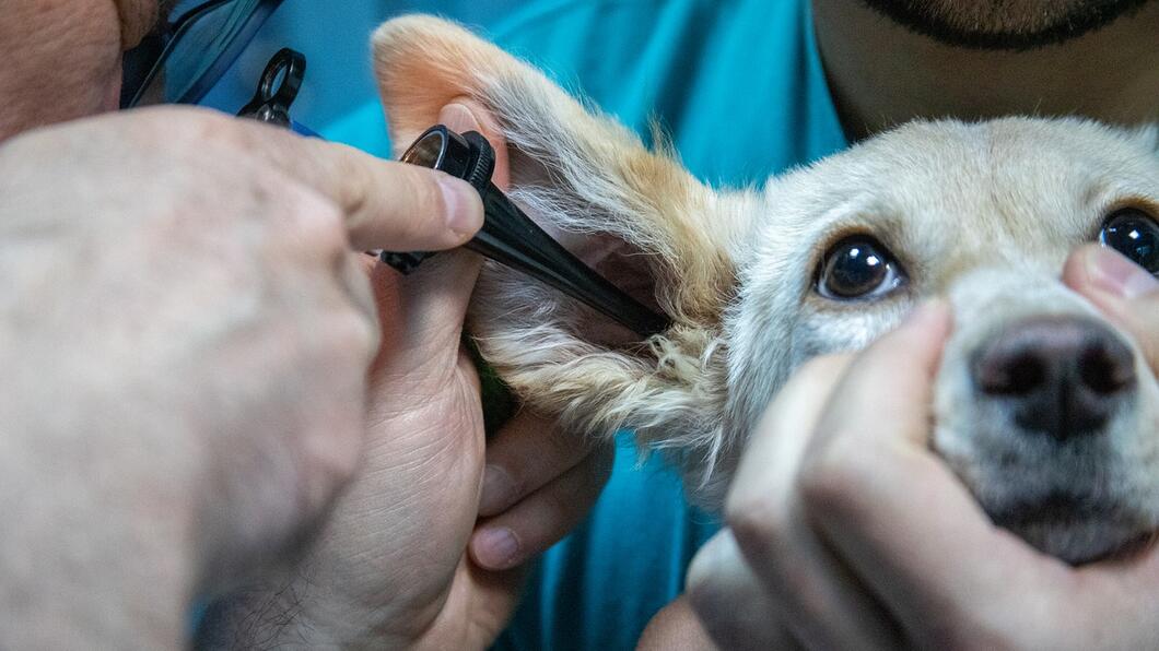 Hond ter controle bij de dierenarts