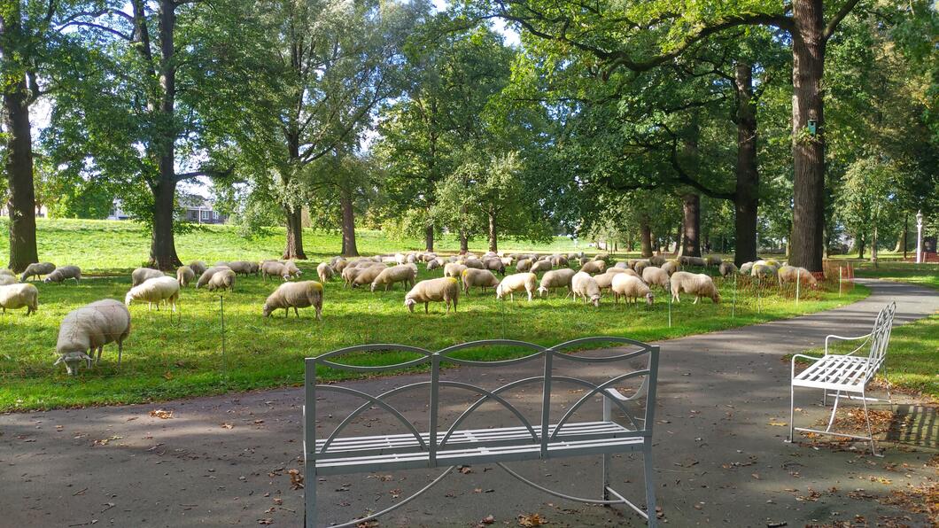 Schapen in het Worpplantsoen