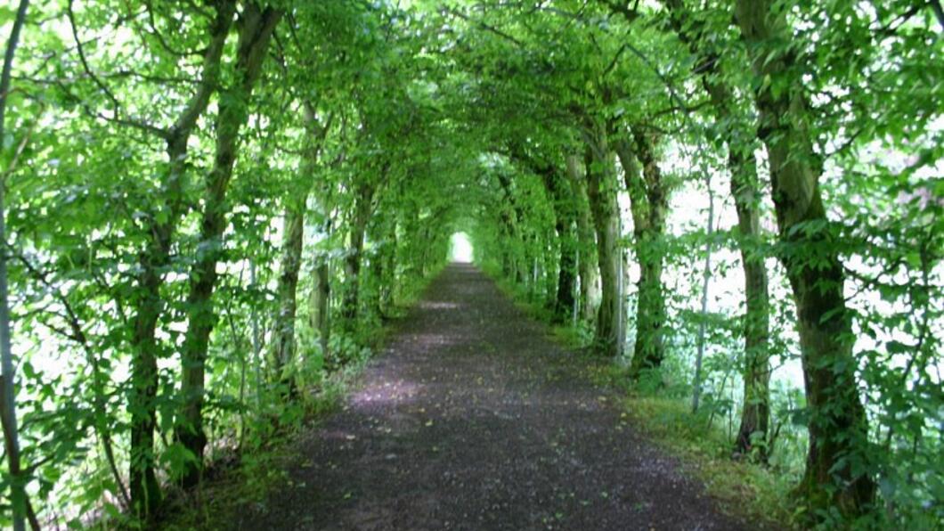 laanbomen