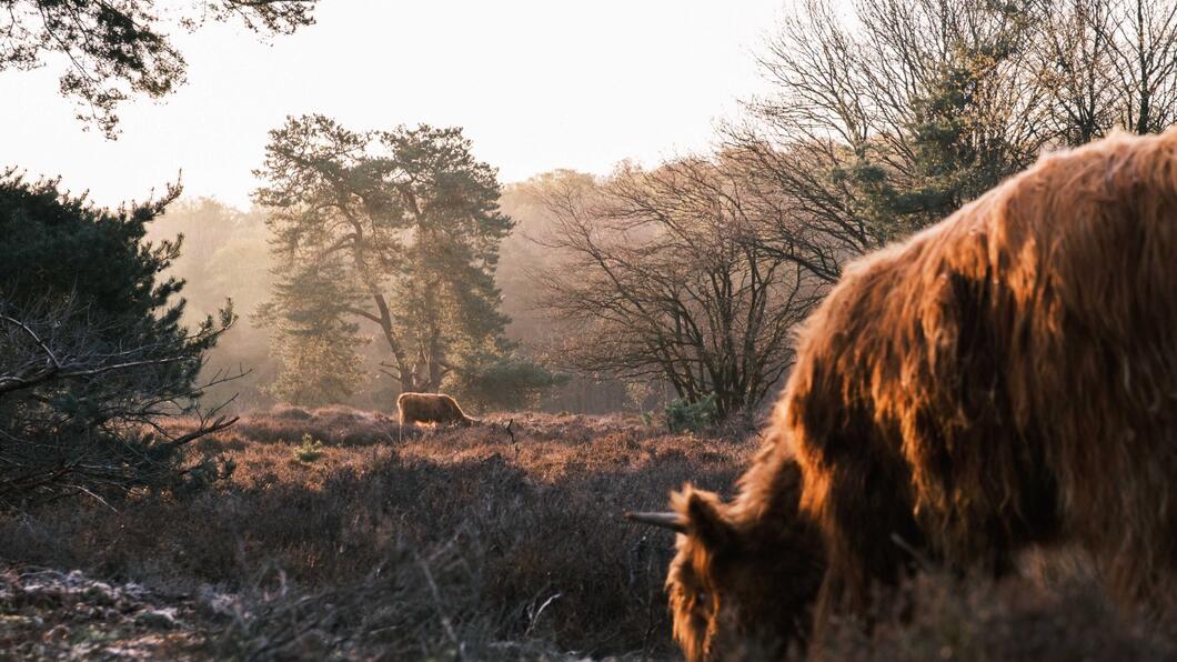 Heide en natuur