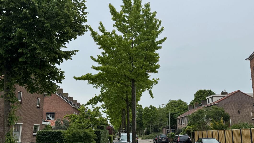 Straat met huizen en bomen
