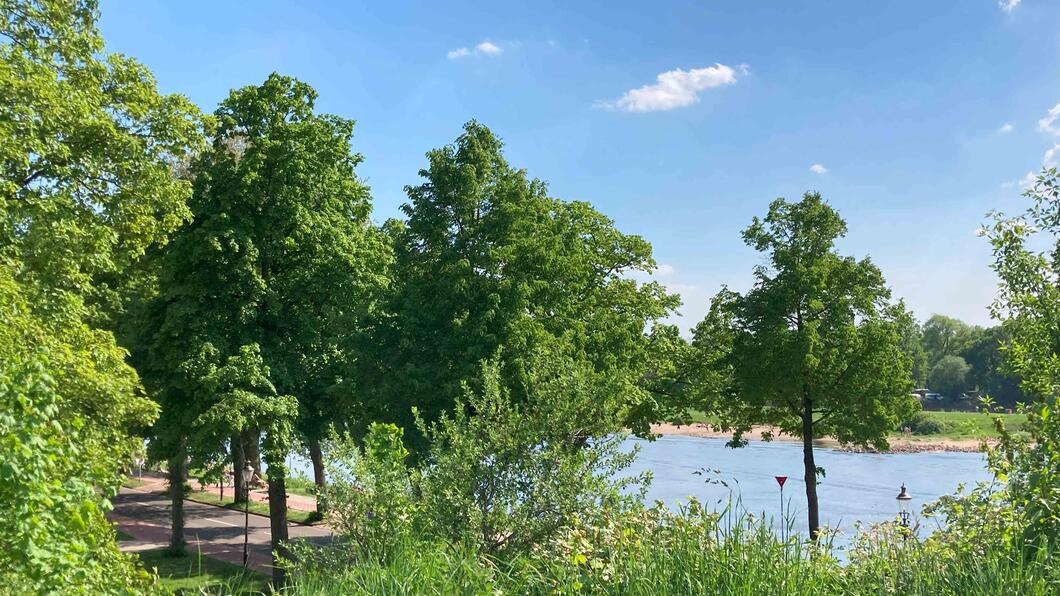 Gras, bomen, blauwe lucht en een stukje IJsel