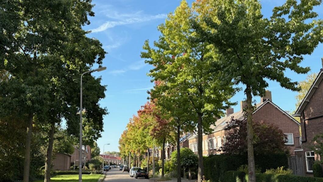 Constantijn Huygensstraat bomen