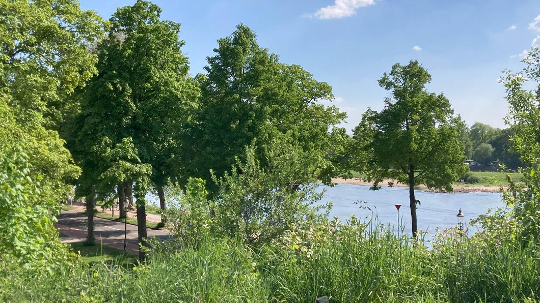 Bomen en groen in Deventer