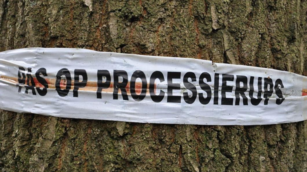 Pas_op_processierups