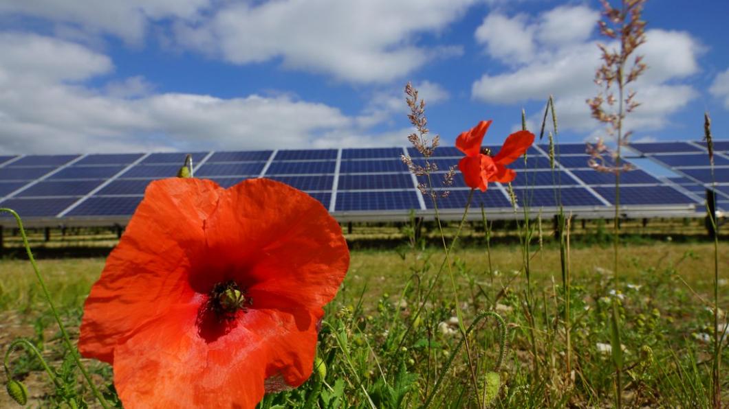 zonneveld met bloemen.jpg