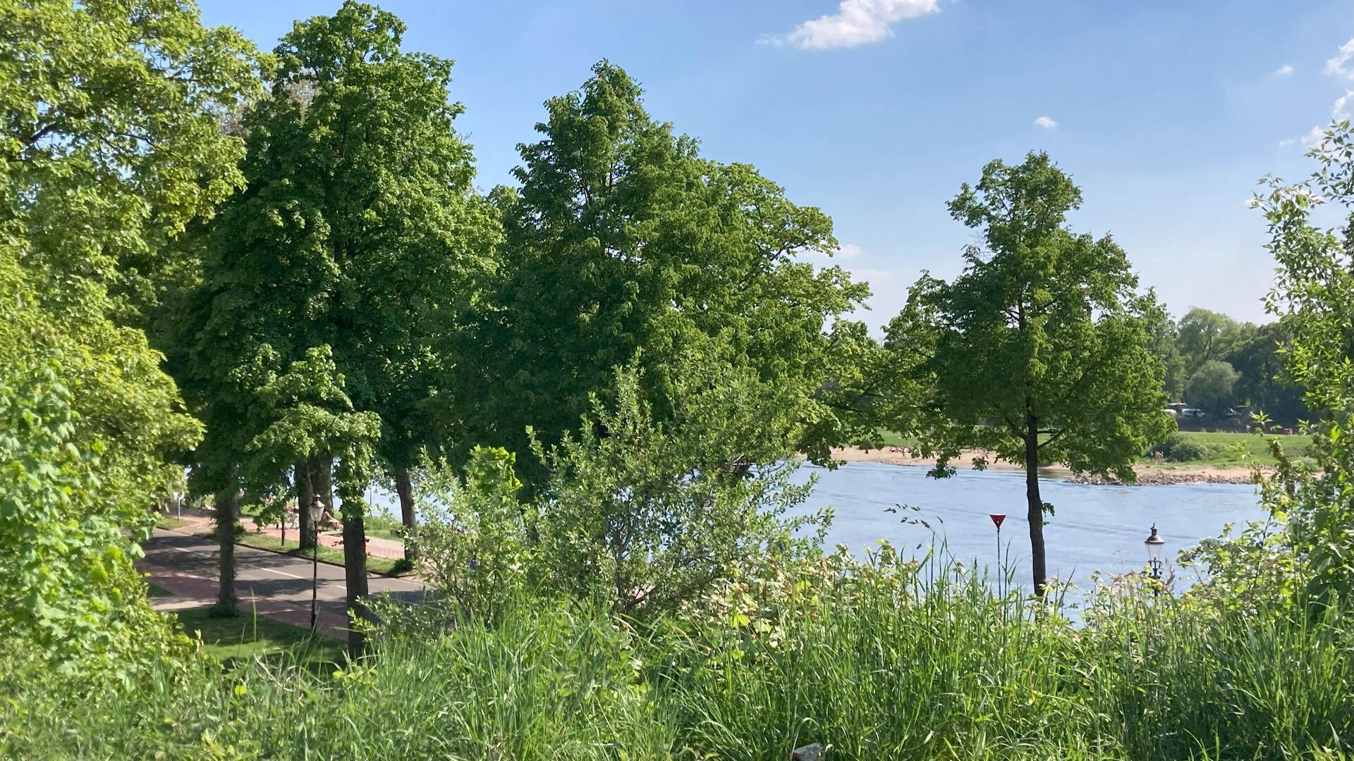Bomen en groen in Deventer